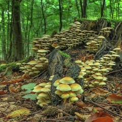 Mycelium (Original Mix)