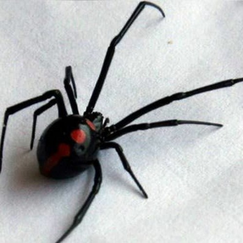 MC LAURETA & VITIN DA IGREJINHA - RIR DE VOCE ((WSDAIGREJINHA))