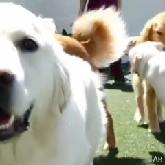 barkley_pet_hotel.wav