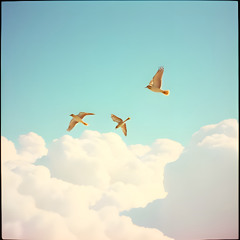 Feathered Dreams