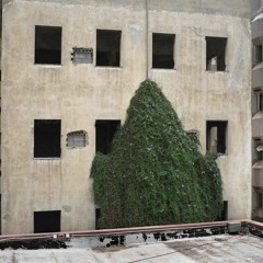 Tel Aviv Flora & Fauna (excerpt 1)