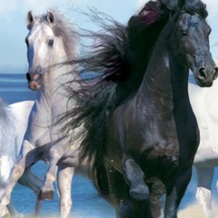 horses (1slimepayne 1zhapp)