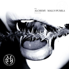 𝐅𝐑𝐄𝐄 𝐃𝐋 | ALCHEMY- MALUS PUMILA
