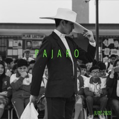 PAJARO