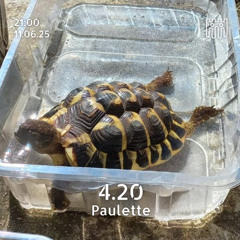 4.20 - Paulette [11.06.2025]