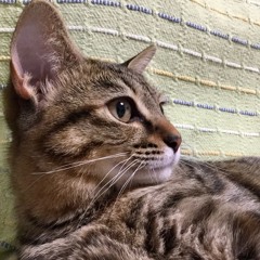 白狼〜white wolf〜(original)