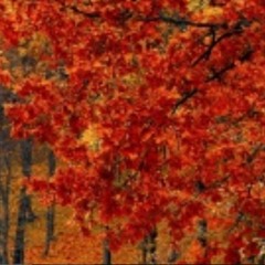 NochMalNovemberMusik