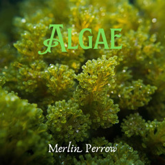 Algae