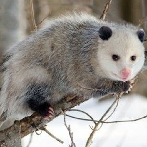 Stream EL TACUAZIN by mario Listen online for free on SoundCloud