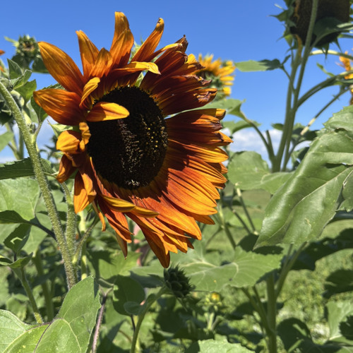 Just another daydream.mp3