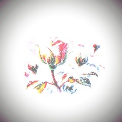 Rose im Schnee