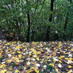 Autumn Rain On Leaves