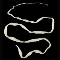 Tape1 - TAPEWORM