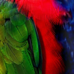 Por Amazonia con Amor