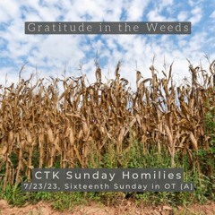 Gratitude In The Weeds