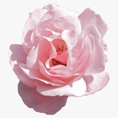 Bloom meme Audio Edit