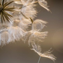 Dandelions in the hands of the curious