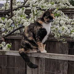 Songs of Social Distance