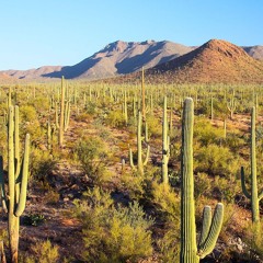 Desierto de Sonora_200bpm