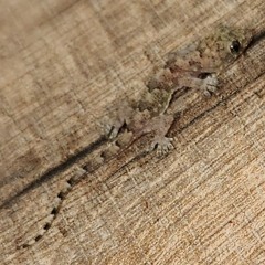 Guitarra de Látex (Pre Release)