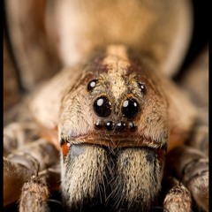 spidar - forgive me prod try1