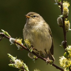 Chiff Chaff