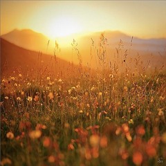 Hazy Summer Love