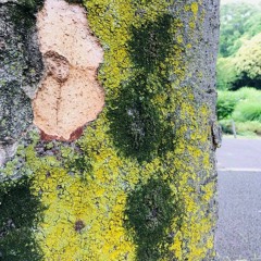 Dou Ancient Time Home LIVE 2020.06.06 -hirakemirai-