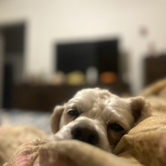 Lost Forest/Ocarina of Time Demo