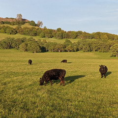 post halloween jamboree