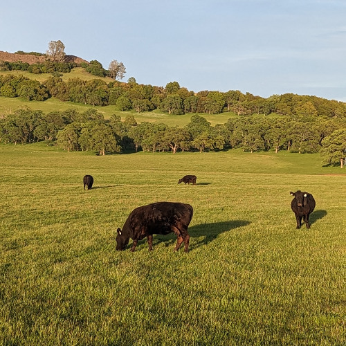post halloween jamboree