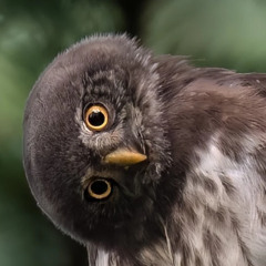 Now comes the time of the owls (Swedish Radio)