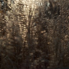 Reflections And Shadows