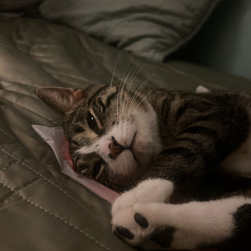 special prod faygocb ixrdan