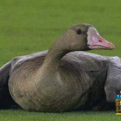 Get Fucked + PETTY WALKER LIVE AT BERLIN