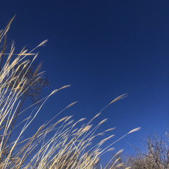 Bold- Jackie Cohen cover