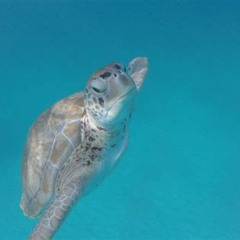 Review Special Price Barbados Shared Turtle Swim And Shipwreck Tour