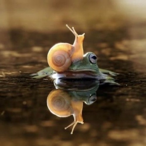 Stream Debit Credit Angel Snailbucks Boosted By ôéøôéöôééßáóôéù Listen Online