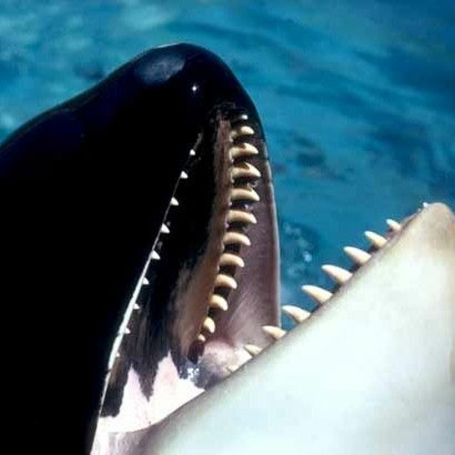 Orca Orchestra, Obviously
