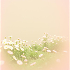Silent Bloom