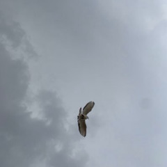 ‎⁨صدري ما يبغى غير صدرك يضمه.. ⁩