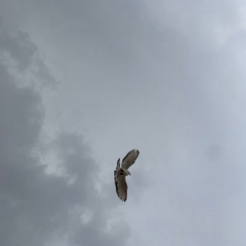 ‎⁨صدري ما يبغى غير صدرك يضمه.. ⁩