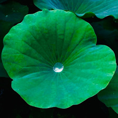 Water Hunter & Video Link