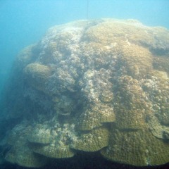 Material Delinations of the Present: Conversations Beyond the Human