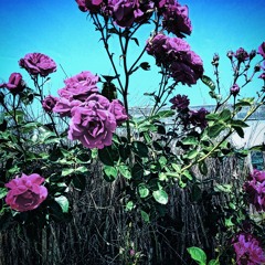 "She said it in a flower field" - MVT I