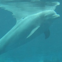 Mean Flow & Marco Lucchi - Soliloquy