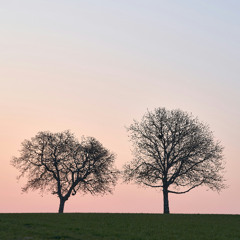 The oak tree and the cypress