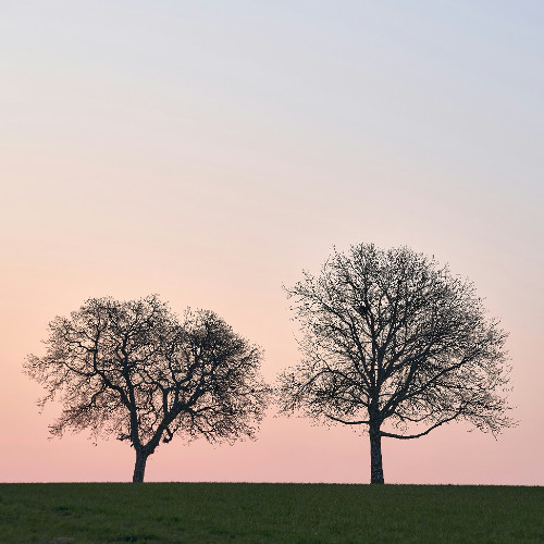 The oak tree and the cypress