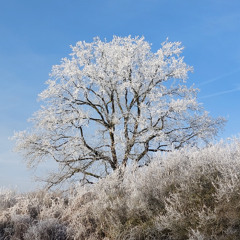 Icicle Cherry Blossom Tree