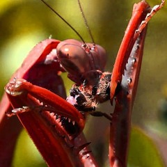 Tek Bug (Original Mix)